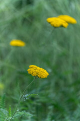 Fotografia macro flores © Juan