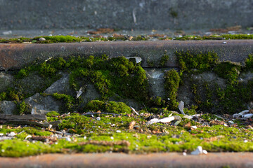Close-up of lush green moss growing on old concrete curb. Perfect texture background for nature, ecology, urban decay, grunge and natural pattern