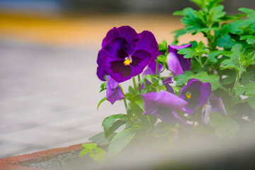 purple flowers in the garden