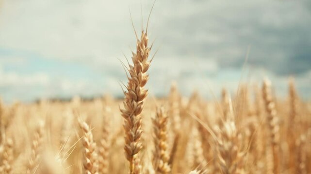 A close-up of wheat stalks gently swaying in the breeze, against a backdrop of cloudscape. golden field stretches out into distance, foreshadowing bountiful harvest.