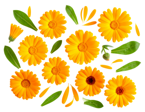 Flat Lay Arrangement of Calendula Flowers, isolated on a transparent background.