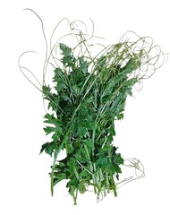 A bunch of fresh green bitter melon leaves and tendrils on a white background
