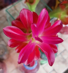 Close up view of vibrant pink and red tropical flower petals showing delicate texture and subtle...