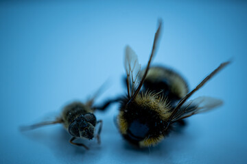Biene und Hummel, 
Bee and bumblebee