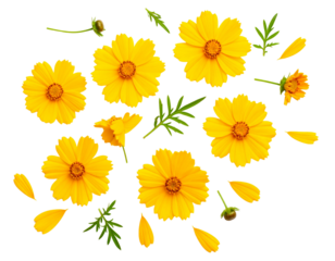 Flat Lay Composition of Coreopsis Flowers, isolated on a transparent background.