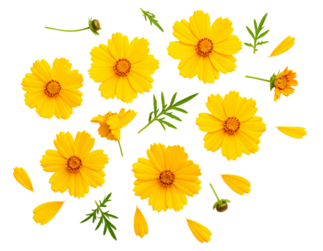 Flat Lay Composition of Coreopsis Flowers, isolated on a transparent background.