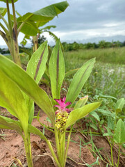 Close-up of Siam Tulip Flower in Thai Countryside Field