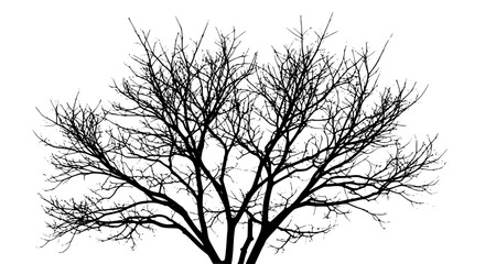 Obraz premium Bare Tree Silhouette Against Bright White Sky Backdrop