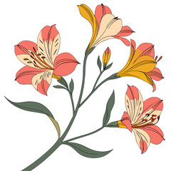 Alstroemeria  flower vector with a clean white background, perfect for digital, print, and graphic design projects.
