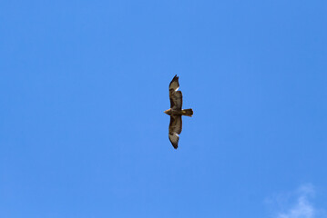 Common buzzard flying in blue sky