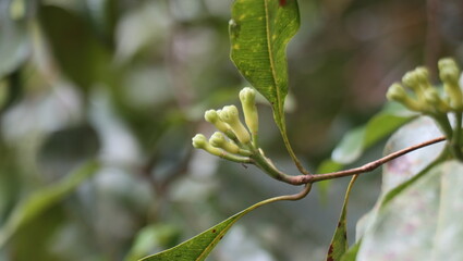 Clove blossoms turning into fruit during their peak season in July.