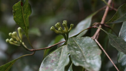 Clove blossoms turning into fruit during their peak season in July.