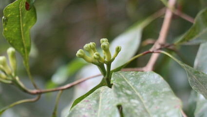 Clove blossoms turning into fruit during their peak season in July.