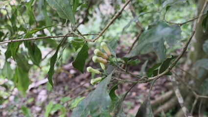 Clove blossoms turning into fruit during their peak season in July.