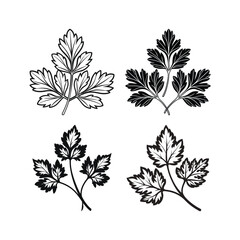 Fototapeta premium Parsley Herb Silhouette Set for Culinary and Botanical Illustrations