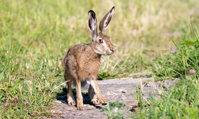 young deer in the grass