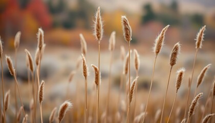 Fototapeta premium Dried pampas grass plumes, tall stems, autumnal landscape, blurred background, floral, pampas grass