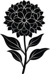 Bouvardia flower silhouette illustration