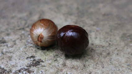 Freshly harvested nutmeg seeds and bright red mace, collected by a farmer.