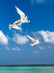seagull in the sky
