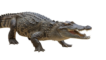 Fototapeta premium Crocodile, isolated transparent background