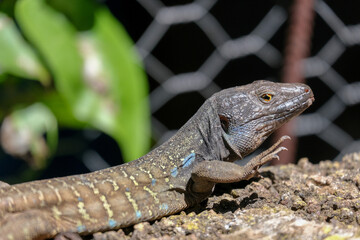 Beautiful lizard is resting on the rock in sunny day. Funny Tenerife lizard siting on a textured rock in outdoor setting. Gallotia galloti reptile has dark scales with blue markings	