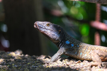 Beautiful lizard is sitting on the rocks in sun beams. Funny Tenerife lizard resting on a textured rock in natural outdoor setting. Gallotia galloti reptile has dark scales with blue markings	