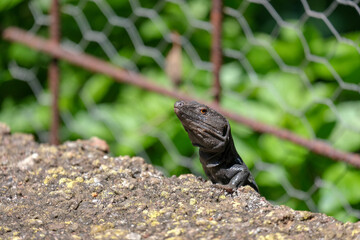 Curious lizard peeks out from behind the rocks. Funny Tenerife lizard resting on a textured rock in natural outdoor setting. Gallotia galloti reptile has dark scales with blue markings