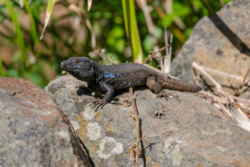 Close up Tenerife lizard siting on a rock on green background. Beautiful lizard is resting outdoor on the rock in sunny day. Gallotia galloti reptile has dark scales with blue markings	