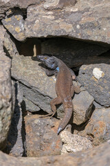 Beautiful lizard is resting on the rock in sunny day. Tenerife lizard siting on a textured rock in outdoor setting, Canaries. Gallotia galloti reptile has dark scales with blue markings	