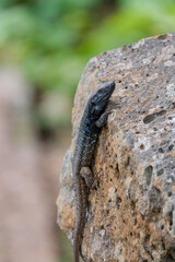 Close-up of Tenerife lizard climbing on a textured rock in natural outdoor setting. Gallotia galloti reptile has dark scales with blue markings and is surrounded by a soft, blurred green background.