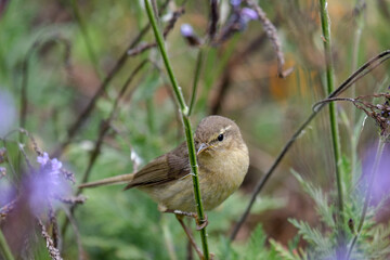 Funny common chiffchaff, Phylloscopus collybita bird sitting on thin blade of grass on flowers background. nature of the canary islands, tenerife. Small greenish-brown bird in wild nature 
