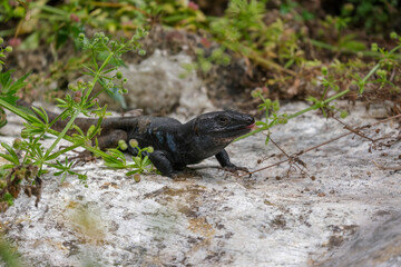 Close-up of Tenerife lizard is a textured rock in natural outdoor setting. Gallotia galloti reptile has dark scales with blue markings and is surrounded by a soft, blurred green background.	