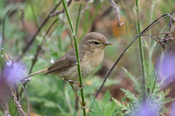common chiffchaff, Phylloscopus collybita bird sitting on thin blade of grass on flowers background. nature of the canary islands, tenerife. Small greenish-brown bird in wild nature 