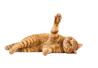 Vibrant young adult orange mackerel tabby cat with green-gold eyes and striped fur, lying on left side with right paw playfully extended, full body on transparent background, concept for pet