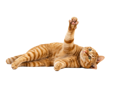Vibrant young adult orange mackerel tabby cat with green-gold eyes and striped fur, lying on left side with right paw playfully extended, full body on transparent background, concept for pet