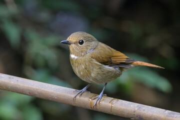 rufous-bellied niltava (Niltava sundara) at Dosdewa, Karimganj, Assam, India