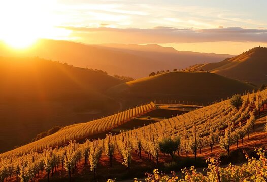 Sunset casts golden light on terraced vineyards, Douro Valley, Portugal, sunset, Portugal