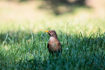 bird in the grass