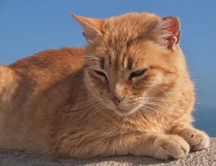 Ginger cat relaxing in the sun with blue sky