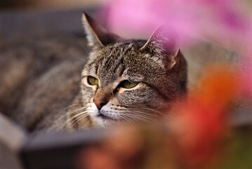Tabby cat resting near colorful flowers