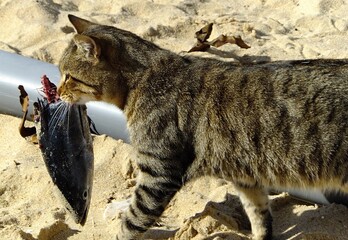 Cat carrying a fish head on a sandy beach