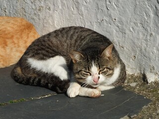 Tabby cat sleeping on a slate slab near a white wall