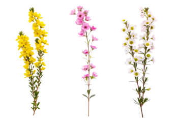  set of small sprigs of yellow flowers of berberis isolated on white background PNG, AI GENERATED