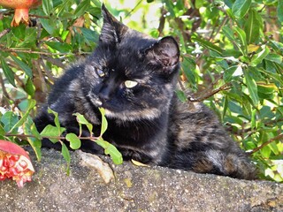 Cat relaxing on a wall under a pomegranate tree