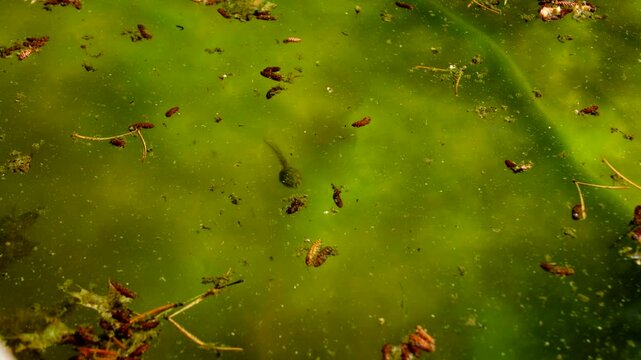 Tadpole lurking in dirty pond water feeding on algae and other fallen debris from trees and grass. Melted home made ice rink turned into pond of aquatic live like frogs and mosquitos and dragonflies.