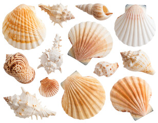 Assorted Beach Seashells with Varied Shapes and Patterns, isolated on a transparent background