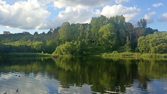 Beautiful summer landscape. A lake with a blue sky and green trees in the background. Seagulls flying and ducks swimming