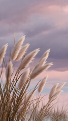 Pampas grass blowing gently in the wind under pastel sunset sky