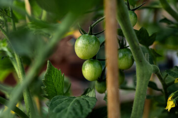 A group of unripe tomatoes growing in a shaded part of the garden, surrounded by thick stems and textured leaves. The early stage of development in a thriving plant.